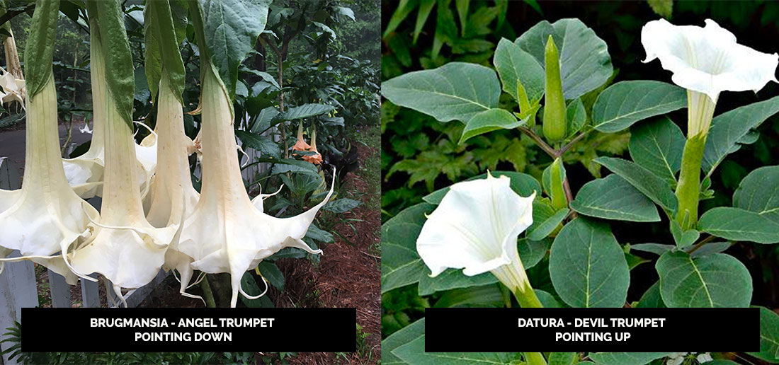 The difference between angel trumpet and devil trumpet