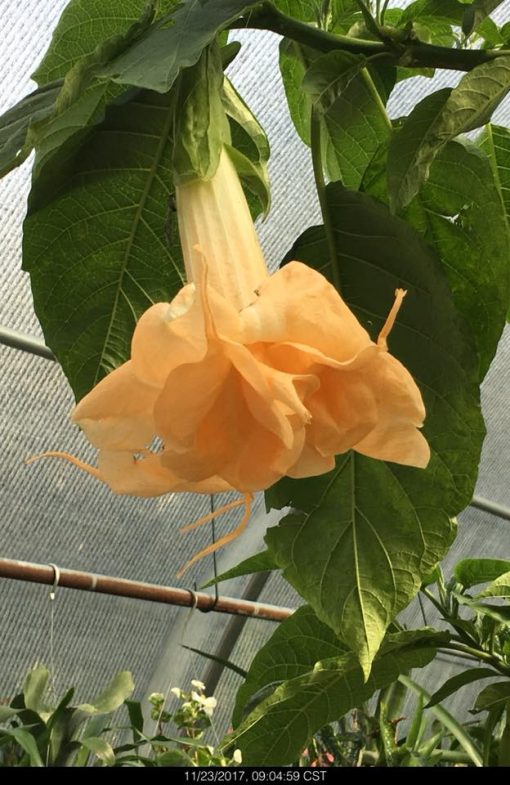 New Orleans Lady Brugmansia