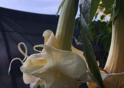 New Orleans Lady Brugmansia