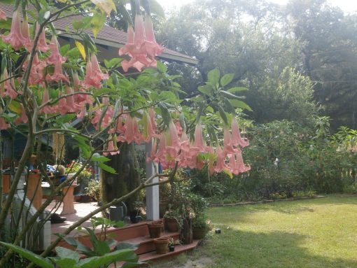Brugmansia Painted Lady