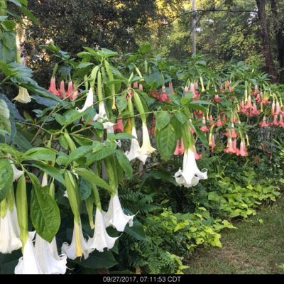 Brugmansia Supernova and Painted Lady
