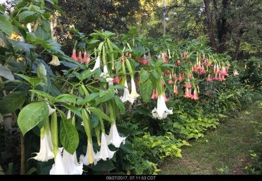 Brugmansia Supernova and Painted Lady