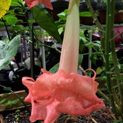 Brugmansia Great Expectations