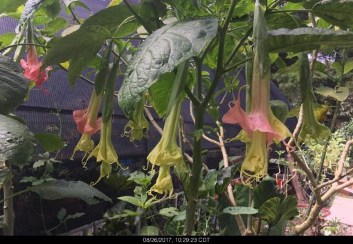 Brugmansia Great Expectations